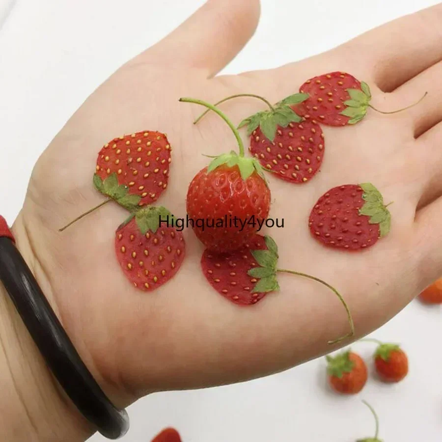 10pcs Dried Pressed Mini Fruit - Dried Fruit Mix review and price